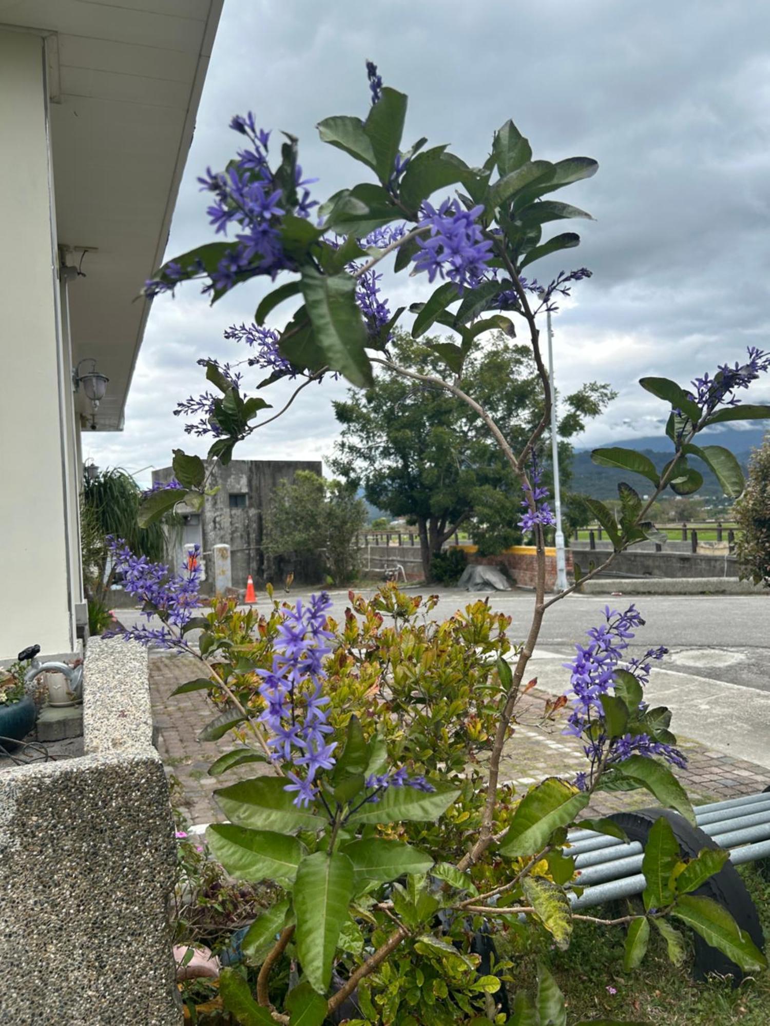 Xian Qing Yu Zhi Homestay Chishang Eksteriør billede